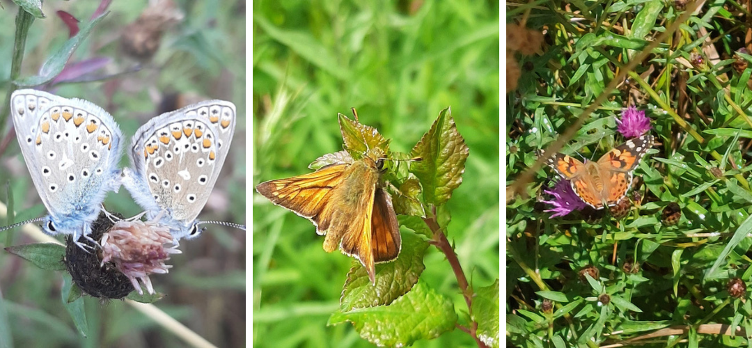 Butterfly Conservation